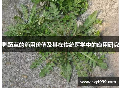 鸭跖草的药用价值及其在传统医学中的应用研究